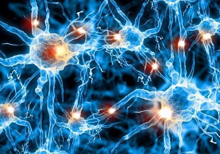 Douleur : seuls 30 neurones gèrent la libération d'ocytocine