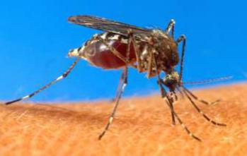 Chikungunya : 722 cas suspects en métropole 