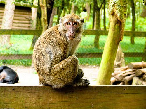 156 macaques porteurs d'un virus mortel euthanasiés dans les Landes