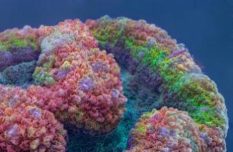 Sida : une protéine anti-VIH découverte dans des coraux d’Australie