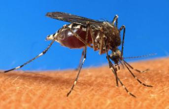 Dengue, chikungunya : 23 cas importés en métropole 