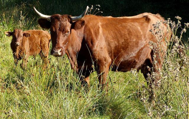 Ardennes : le cas de vache folle confirmé