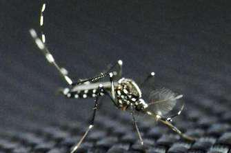 Chikungunya : la Guyane passe en \