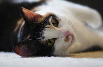 Allergie au chat : un traitement pourrait voir le jour