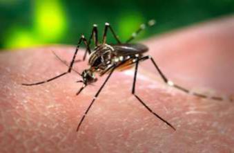 Dengue : un deuxième cas autochtone dans le Var