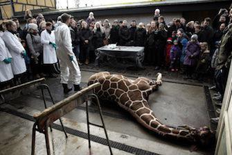Danemark : pourquoi une seconde girafe pourrait être abattue 