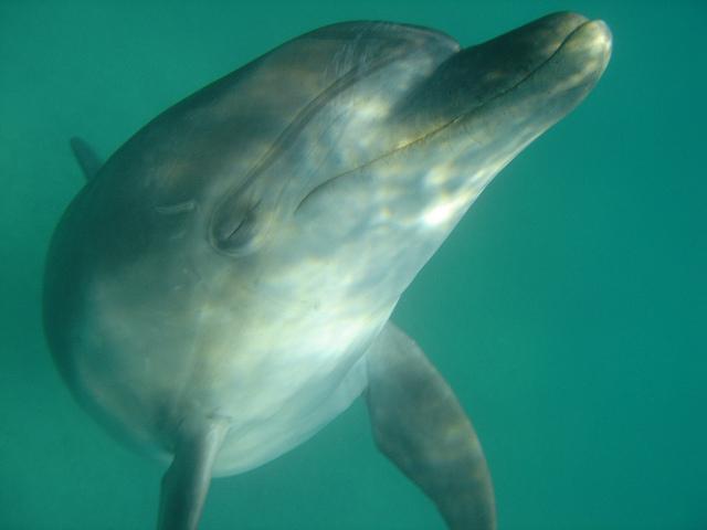 Les dauphins inspirent la médecine d'urgence