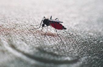 Chikungunya : la région PACA reste la plus touchée en métropole 