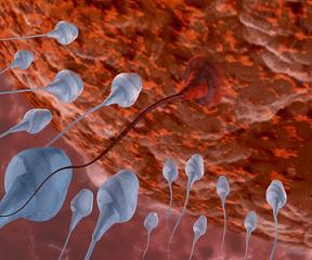 Les pesticides altèrent la qualité du sperme en France