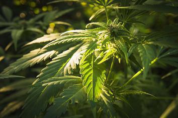 L'usage thérapeutique du cannabis autorisé par un tribunal