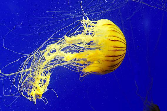 Piqûres de méduse : la chaleur inactive le poison