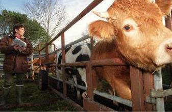 Antibiotiques chez les animaux : les autorités sonnent l'alerte