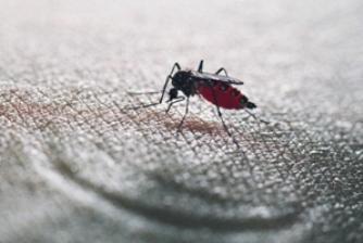 De nouveaux répulsifs anti-moustiques pour combattre les épidémies