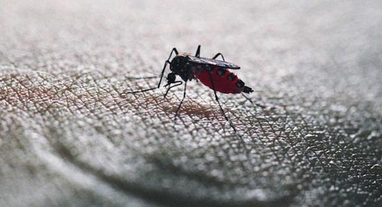 VIDEO : un moustique en action filmé au microscope
