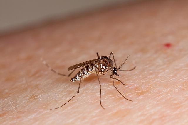 Zika, dengue, Chikungunya : une seule piqûre, trois maladies