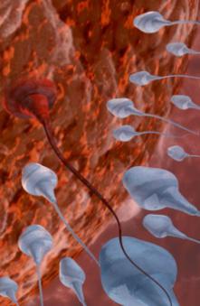 La qualité du sperme est un  bon marqueur de l'état de santé