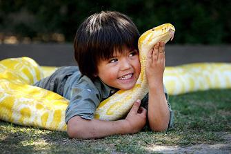 Tortues et serpents transmettent la salmonellose aux enfants