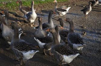 Foie gras : des canards malades dans nos assiettes ?