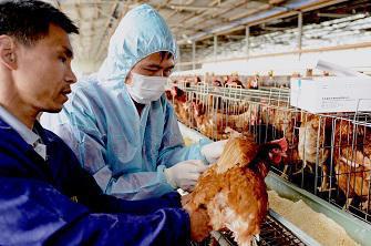 Grippe aviaire : niveau d'alerte grave à Hong-Kong