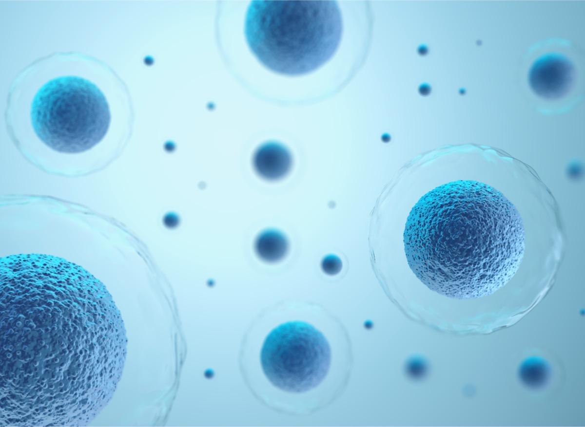 Guérison des plaies : comment les cellules savent où se déplacer ?