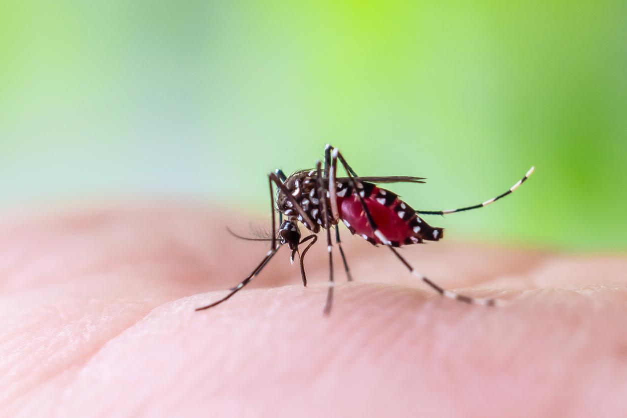 Dengue, chikungunya : pourquoi ces maladies progressent ?
