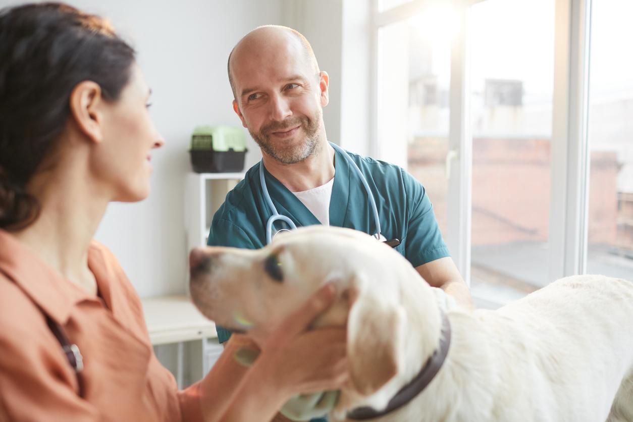 Aux urgences, la présence de chiens calmerait patients... et soignants !
