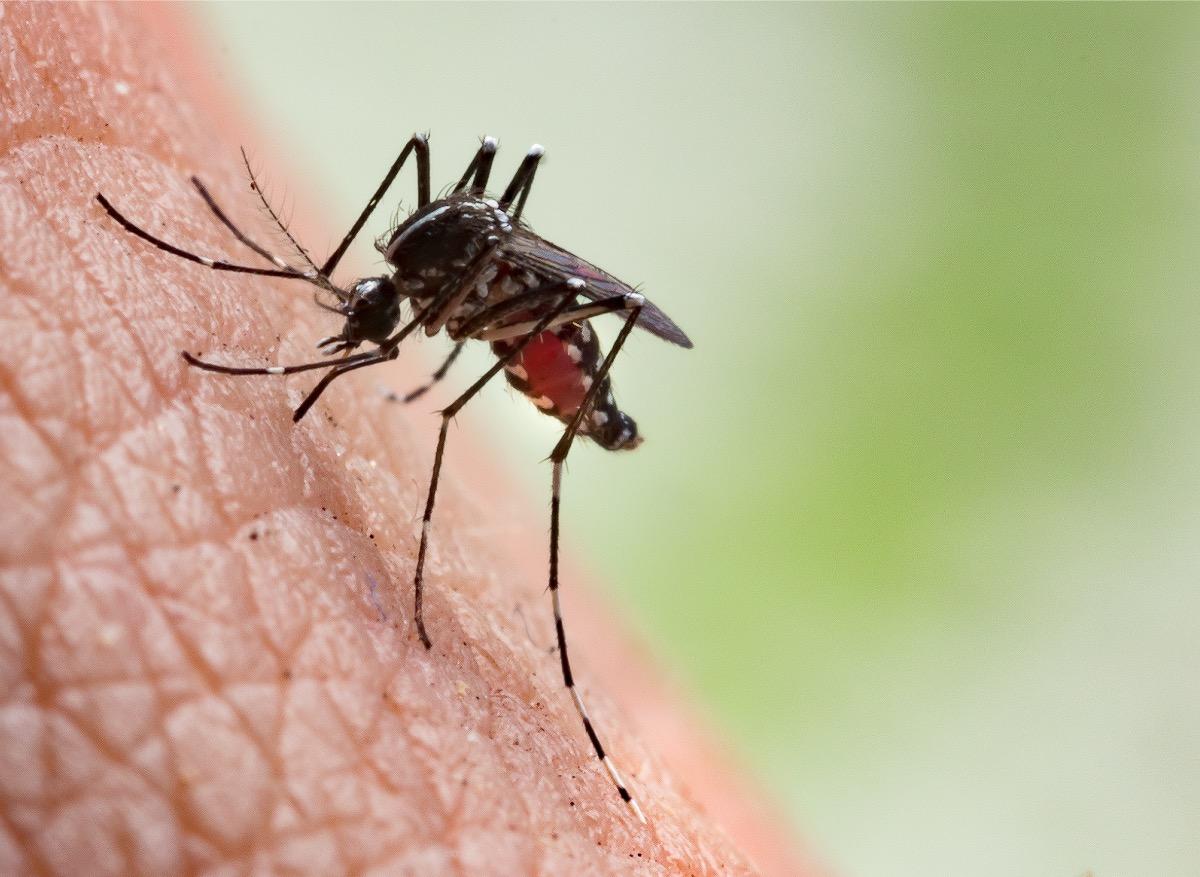 Chikungunya : le virus reste dans l’organisme longtemps après l’infection 