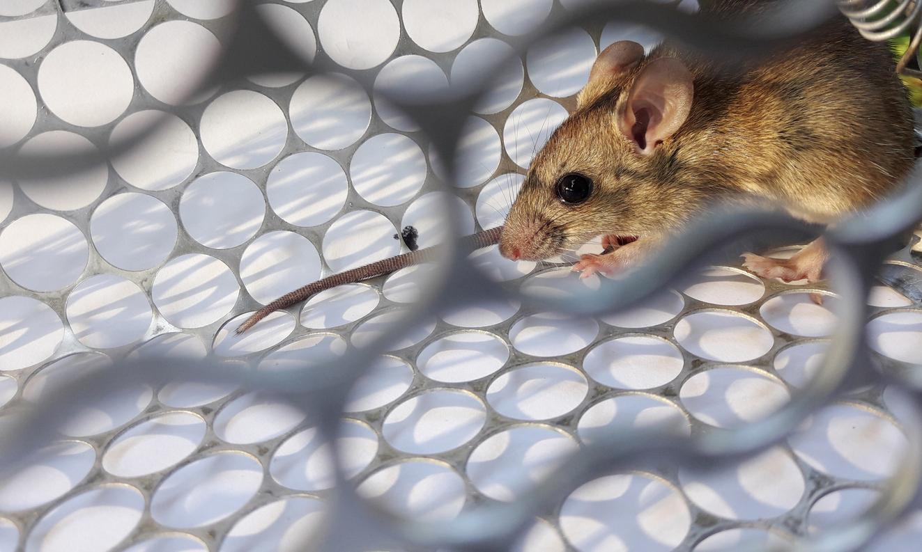 Hantavirus : et si l'évolution du climat changeait aussi les maladies ?