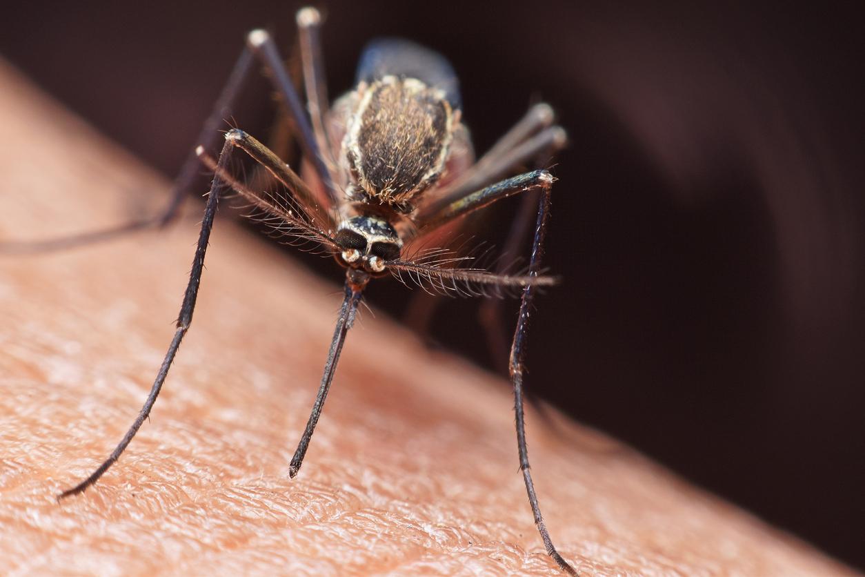 Moustiques : comment leur échapper ?