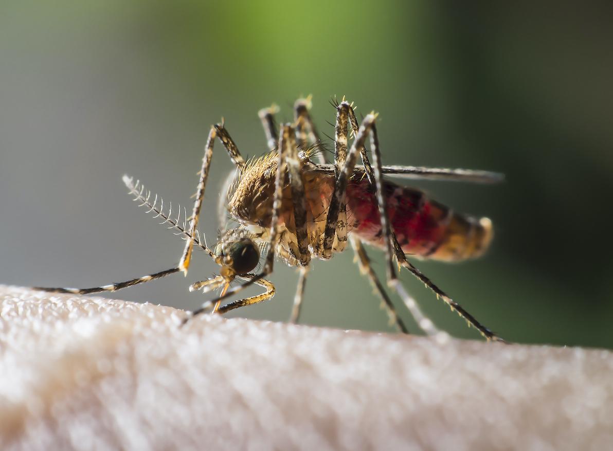 Des scientifiques ont créé le moustique anti-paludisme