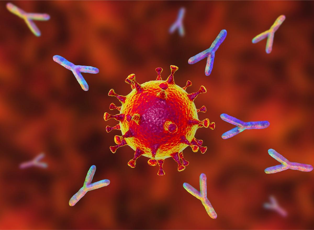 Un nouvel anticorps contre le SARS-CoV-2 a été découvert 