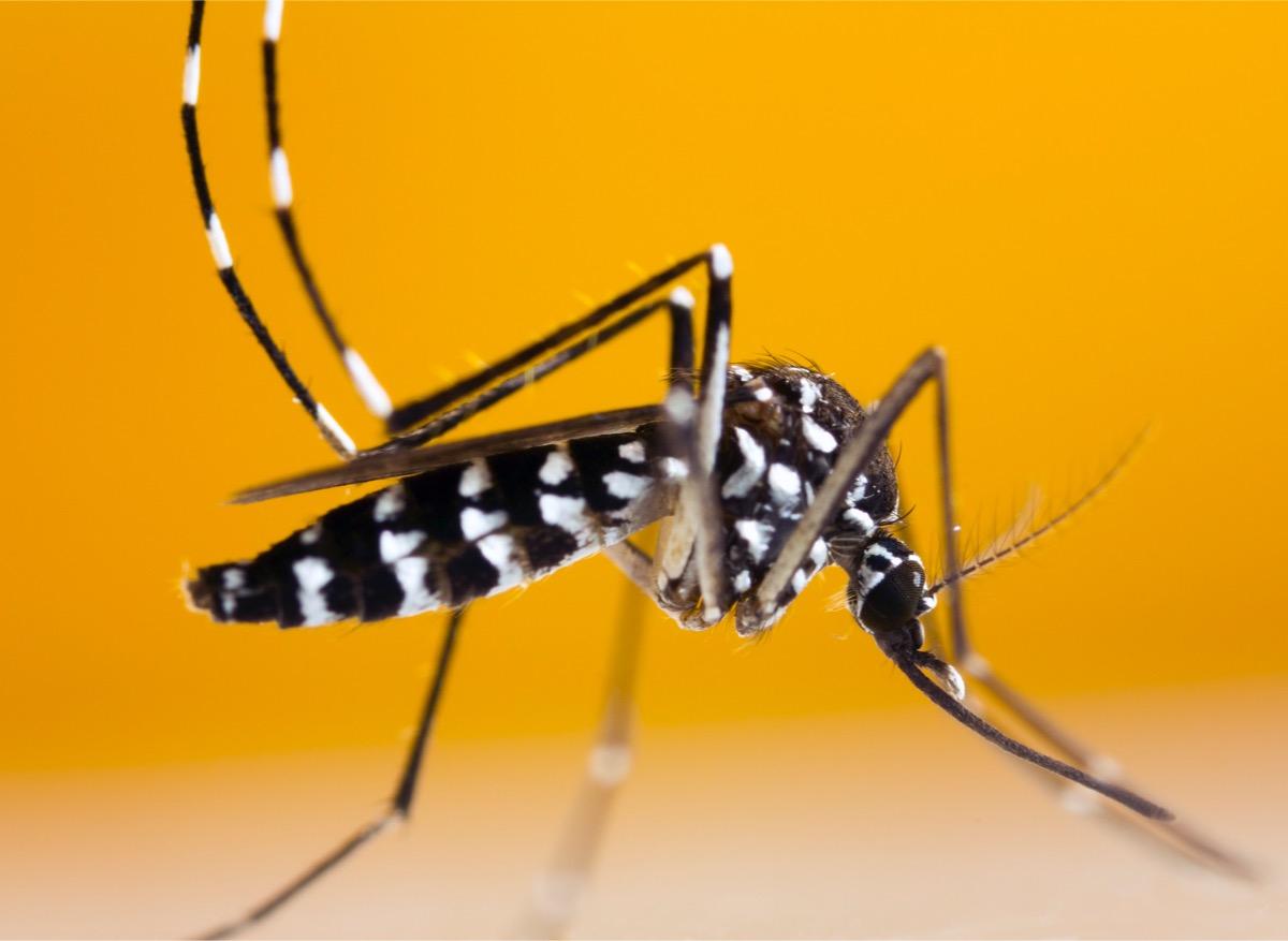 Pourquoi le cas de dengue recensé en région parisienne inquiète  