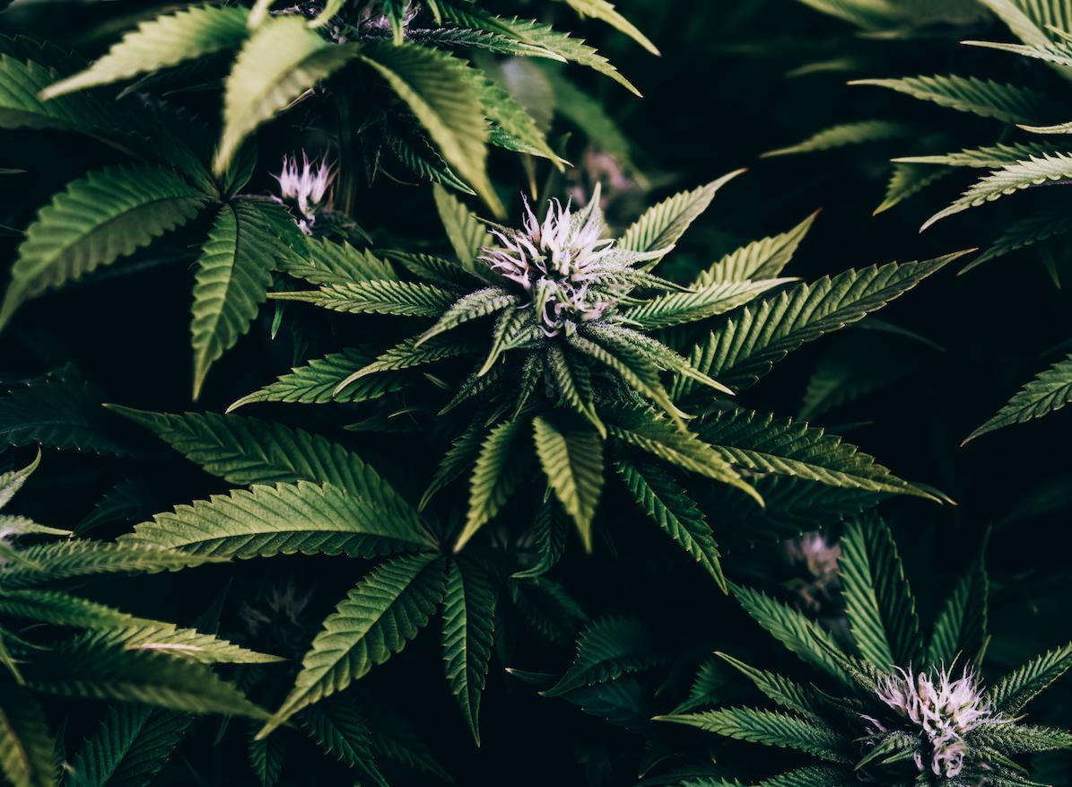 Les Nations Unies reconnaissent l’utilité médicale du cannabis