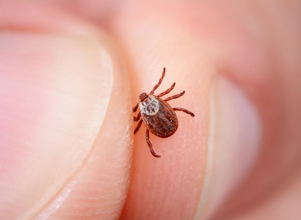Maladie de Lyme : une nouvelle technique permet d’obtenir un diagnostic rapide 