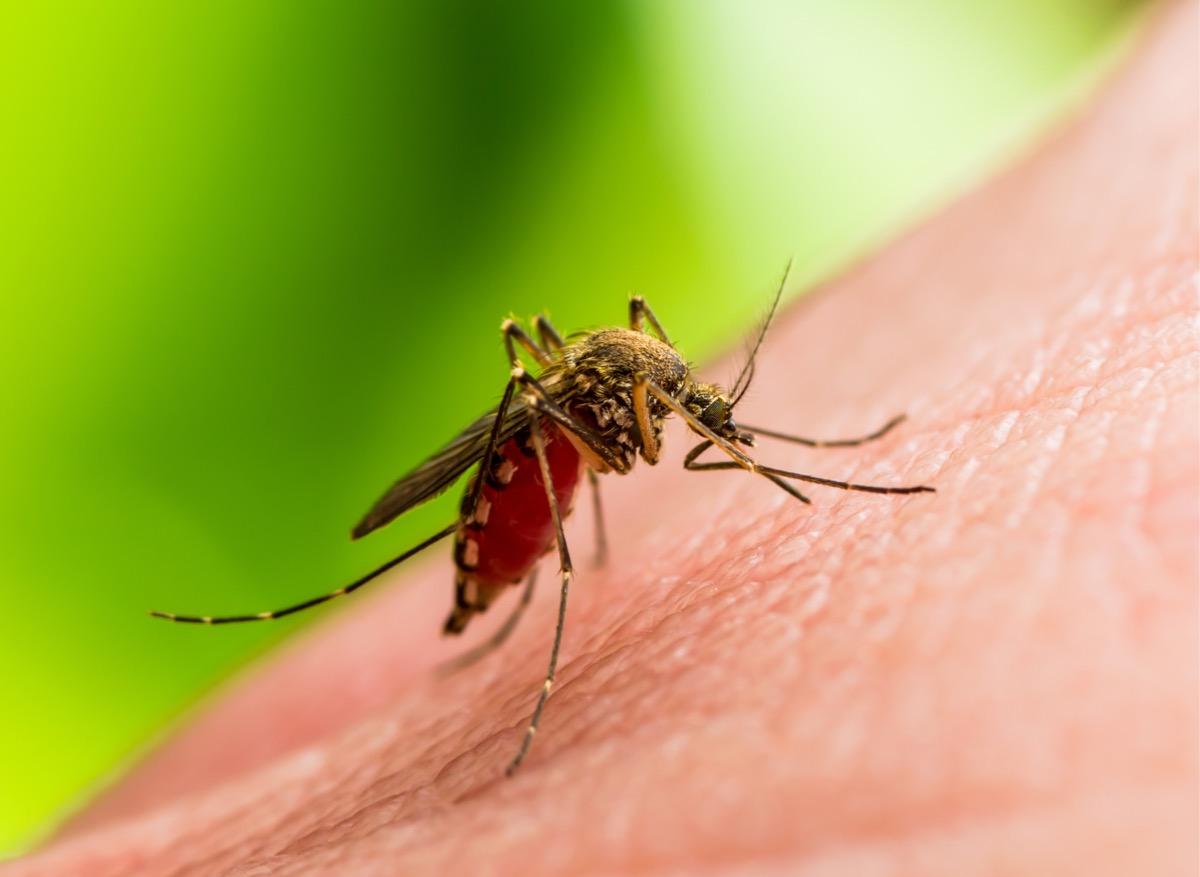 Zika : comment le virus bloque le système immunitaire ? 