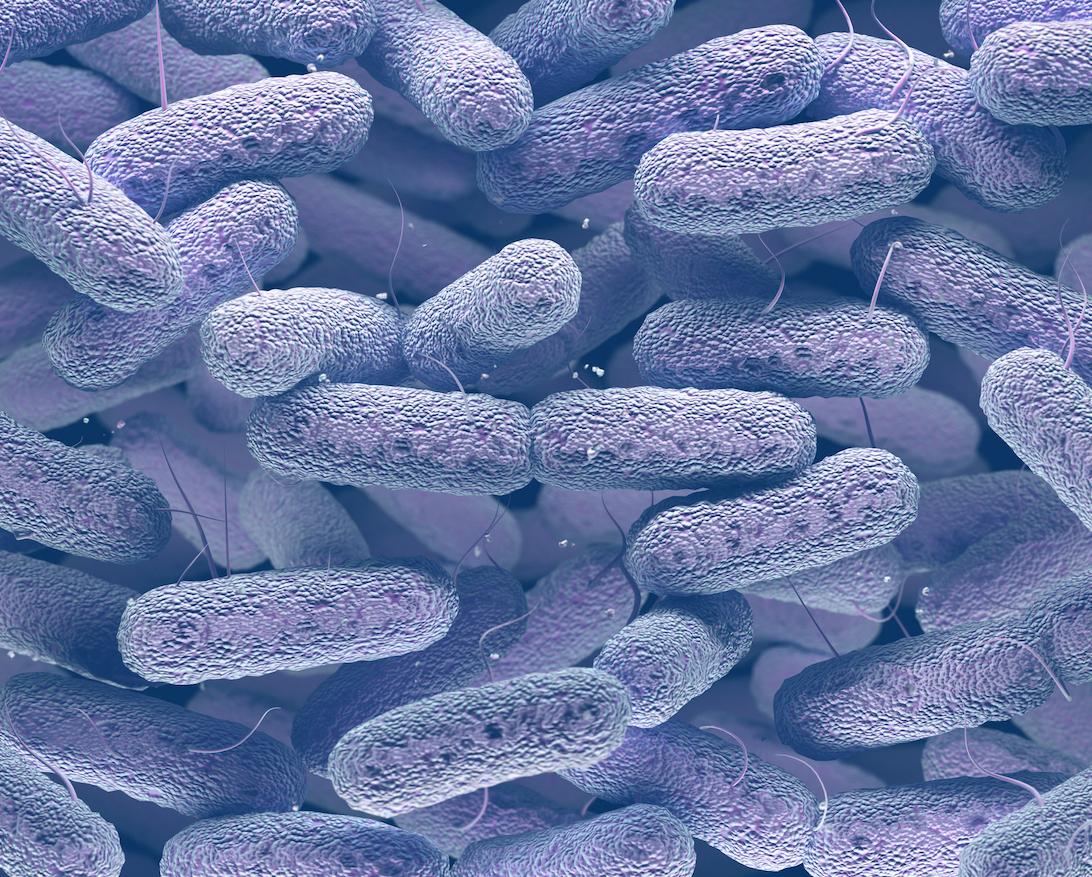 Comment Escherichia coli se joue du système immunitaire 