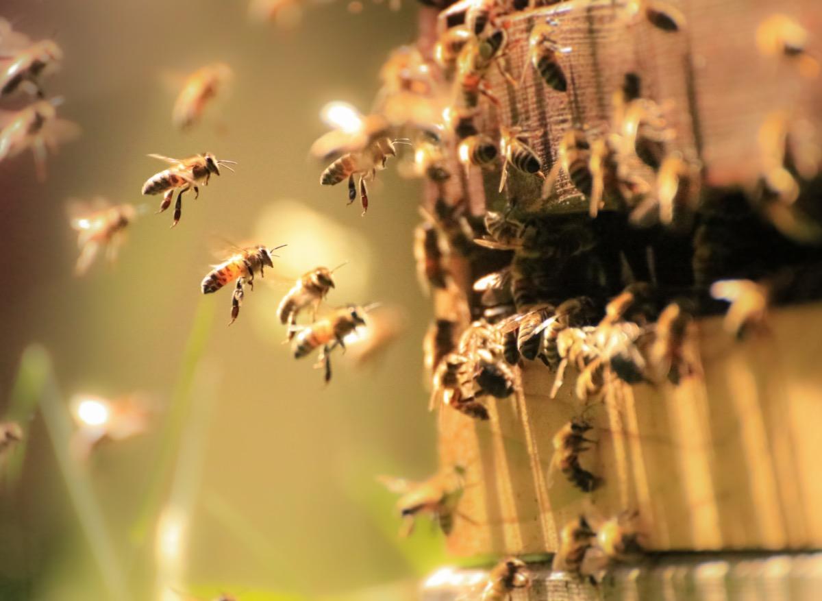  Covid-19 : des chercheurs exercent des abeilles à détecter le virus
