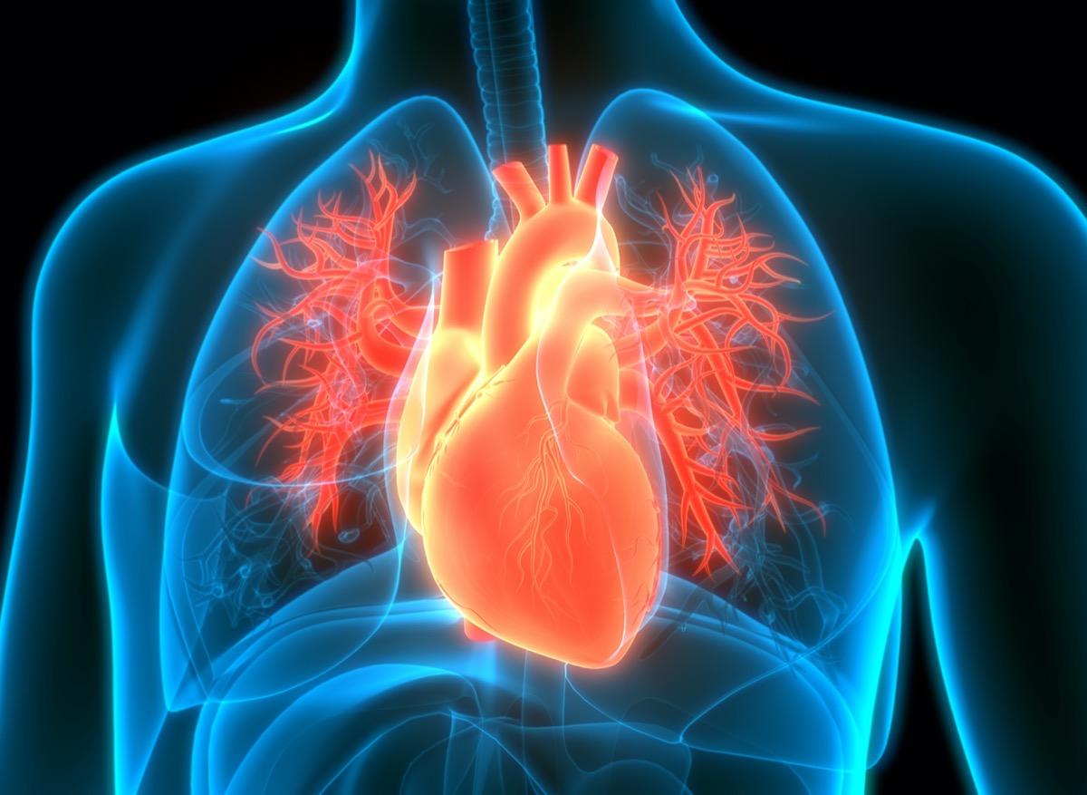 La graisse autour du cœur augmente le risque cardiaque chez les femmes
