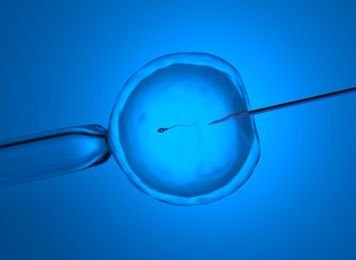 FIV : les embryons congelés augmentent les risques de complications pendant la grossesse 