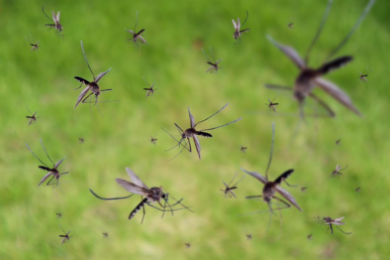Réchauffement climatique : le chikungunya bientôt installé en Europe ?