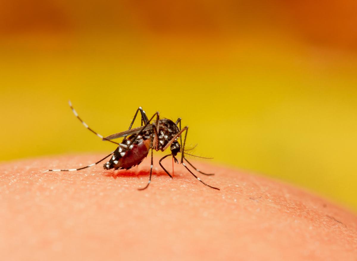 Moustique tigre : qu'est-ce que la dengue ?