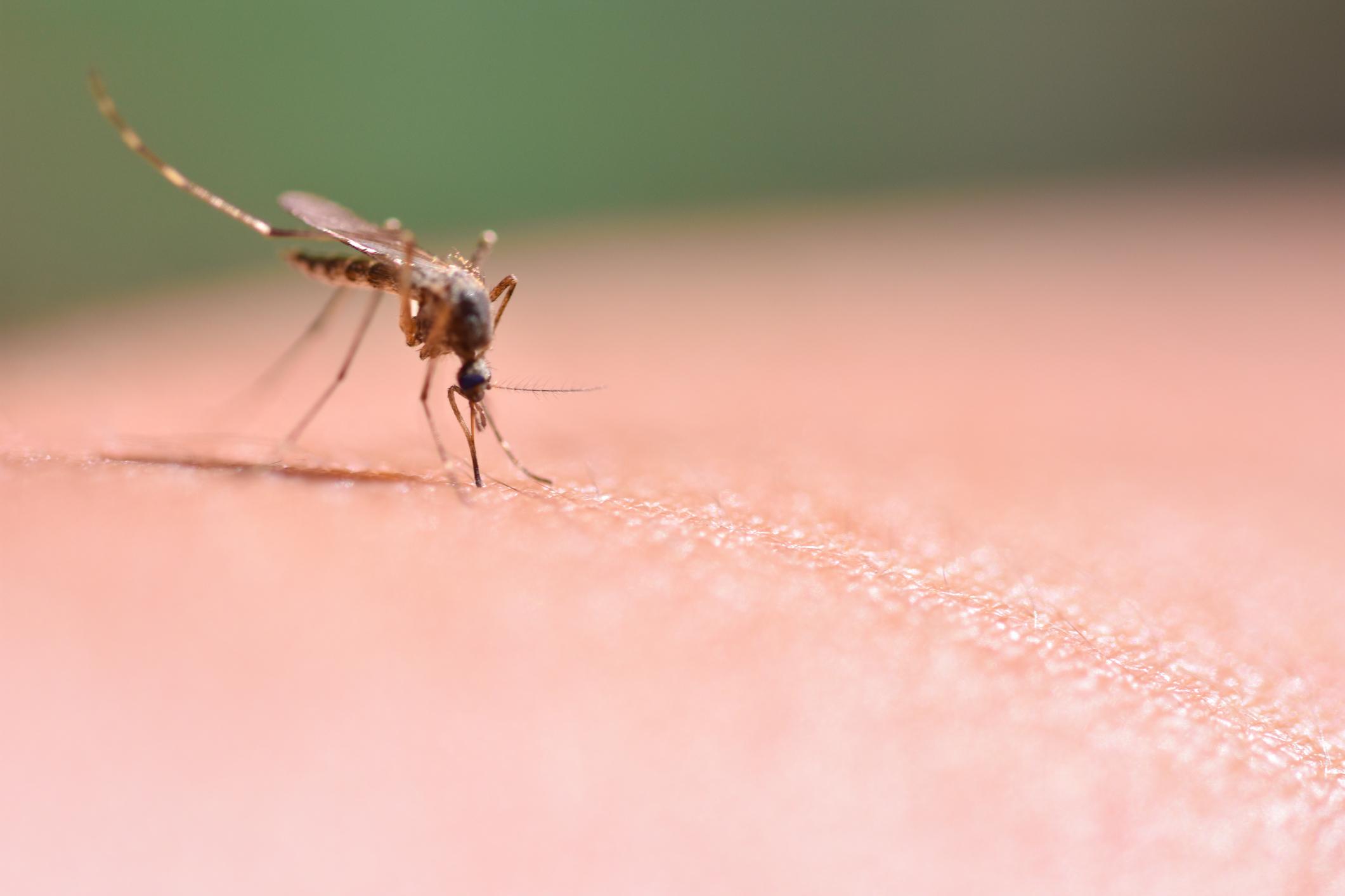 Dengue : deux cas autochtones détectés dans les Bouches-du-Rhône