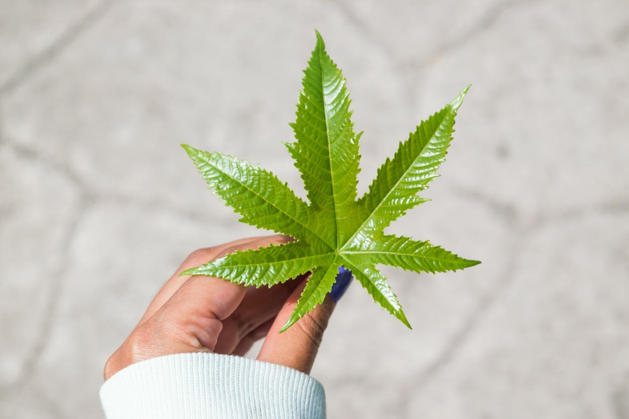 Cannabis : on en sait plus sur ses molécules anti-douleur 