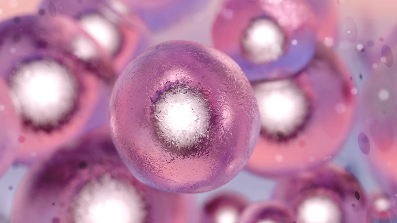 Des embryons chimériques humain-singe créés pour la première fois: enthousiasmant ou inquiétant ?