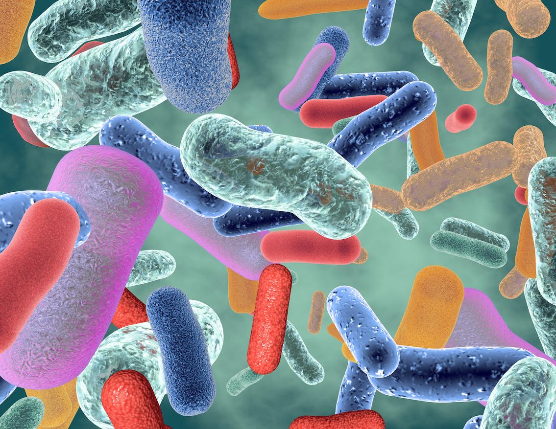 ASCO : certaines bactéries du microbiote boostent l’immunothérapie