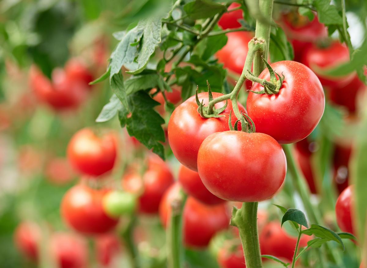 Alerte rouge sur les tomates et poivrons