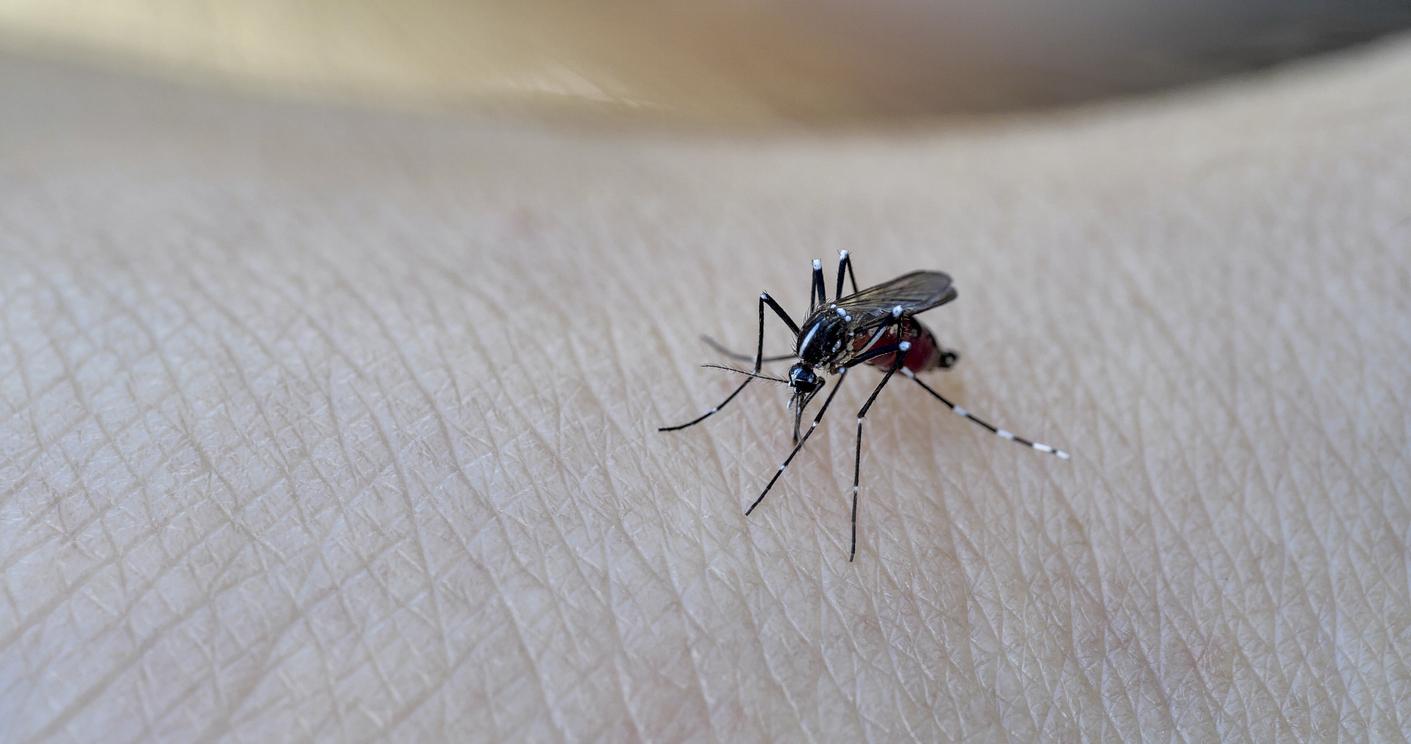 Dengue : un nouveau cas détecté à Bergerac, faut-il s’inquiéter ?