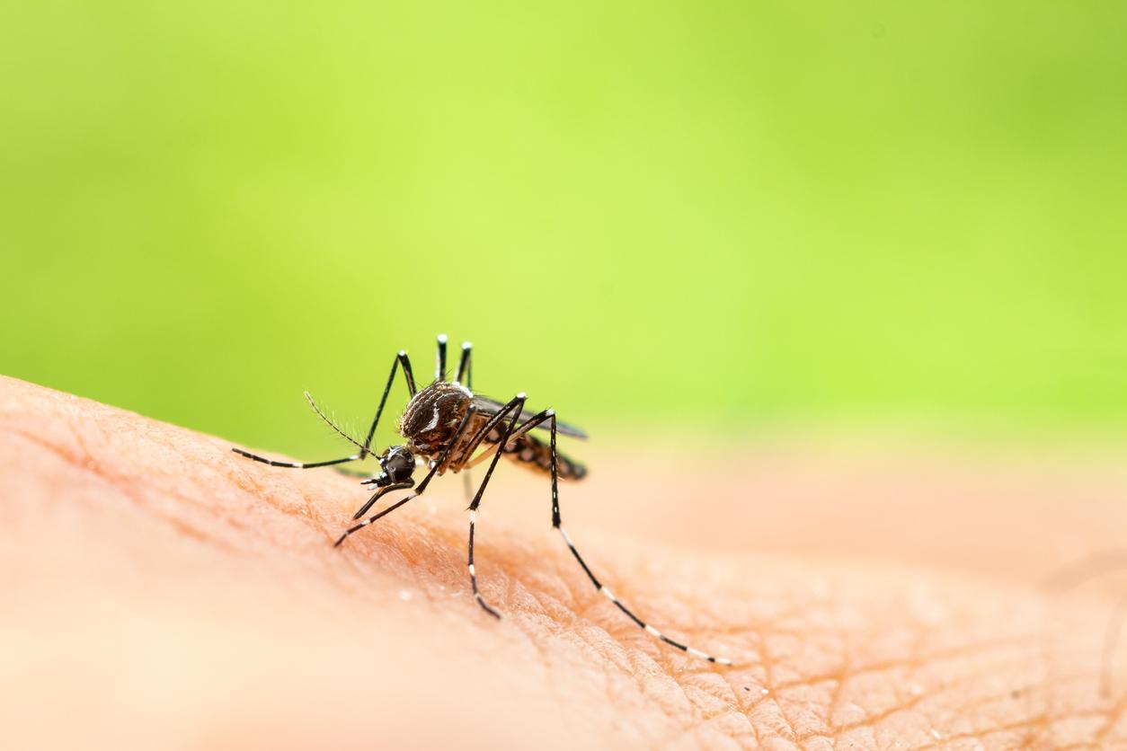 5 remèdes naturels anti-moustiques vraiment efficaces – Même pas mal