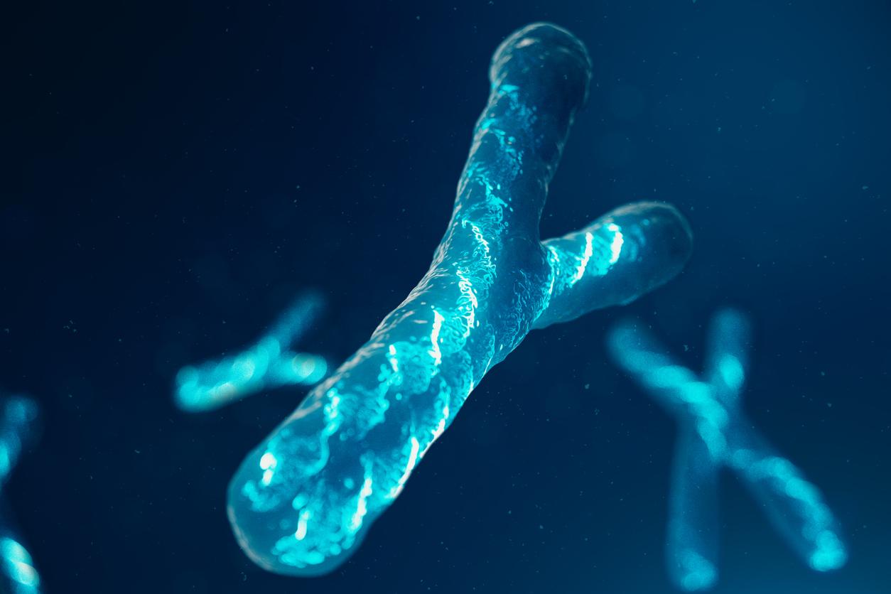 Comment le chromosome Y différencie vraiment les hommes et les femmes