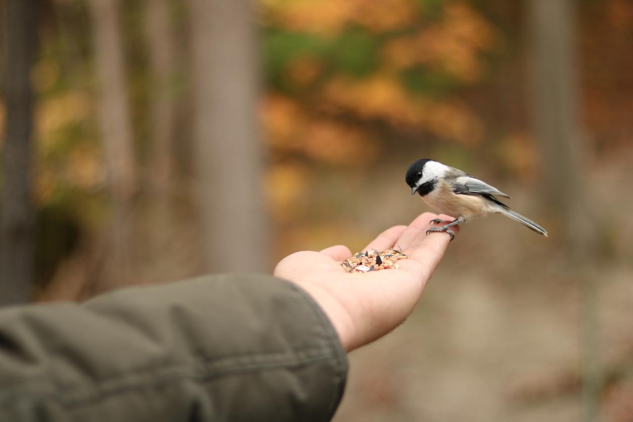 Donner à manger aux oiseaux est bénéfique pour notre bien-être 